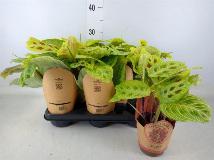 <h4>Maranta leuc.   ...</h4>