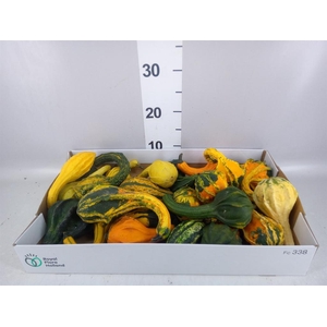 CUCURBITA PEPO 'INDIAN'   ...MIX IN