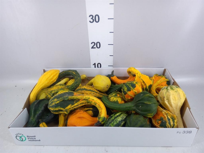 <h4>CUCURBITA PEPO 'INDIAN' ...MIX IN</h4>