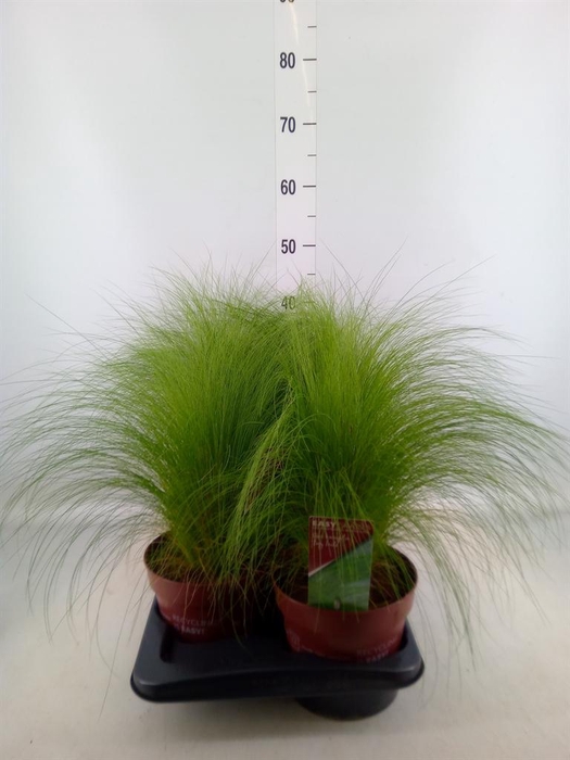 <h4>Stipa tenuifolia</h4>