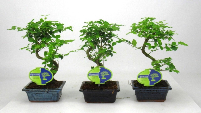 <h4>Ligustrum sinensis, 12cm., shape, without drip tray</h4>