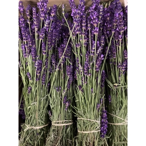 LAVANDULA ANGUST BOS