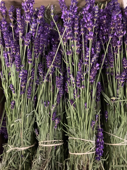 <h4>LAVANDULA ANGUST BOS</h4>