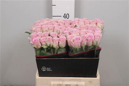 <h4>R Gr Lovely Aqua!</h4>