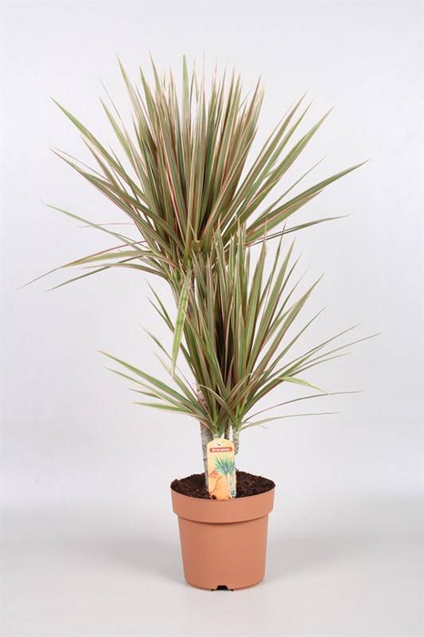 Dracaena 21 Cm. P. Kandelaar Bicolor