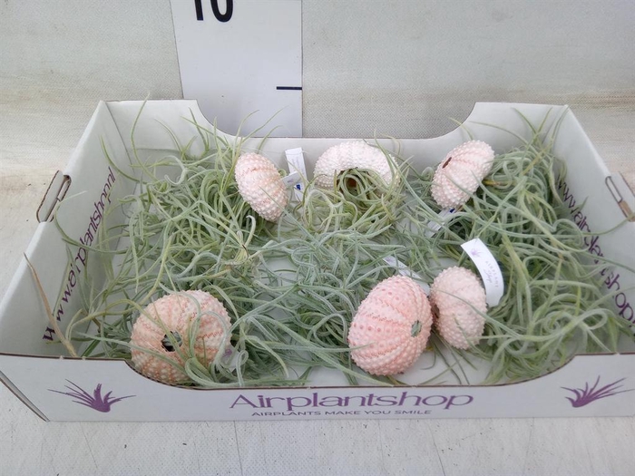 <h4>Arr.  Tillandsia L%</h4>