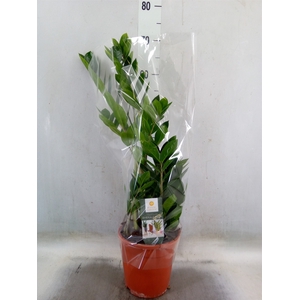 Zamioculcas zamiifolia