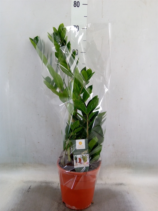 <h4>Zamioculcas zamiifolia</h4>