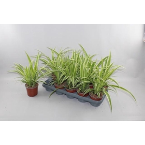 CHLOR COMOSUM