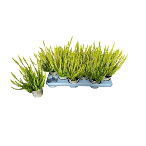 CALLU BL MIXK