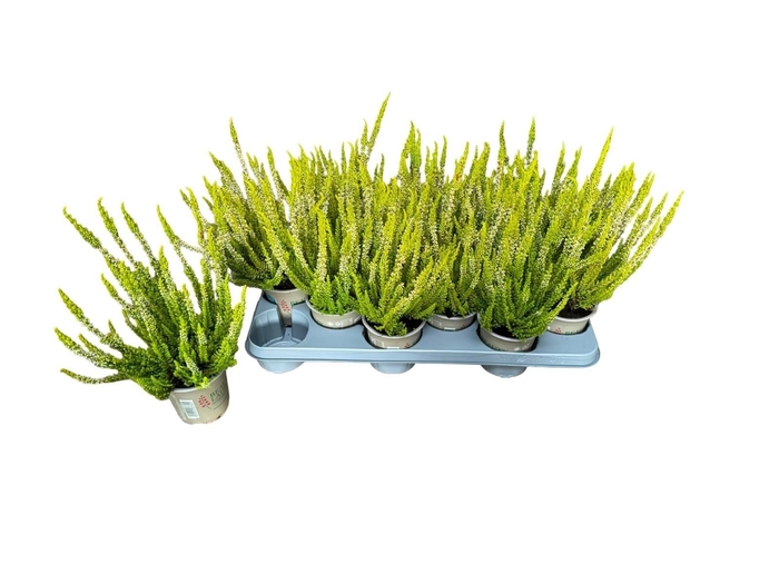 <h4>CALLU BL MIXK</h4>