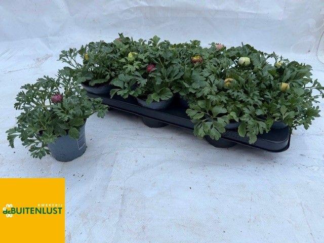 <h4>RANUN A MACHE GEM</h4>