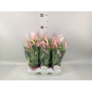Anthurium andr. 'Lilli'