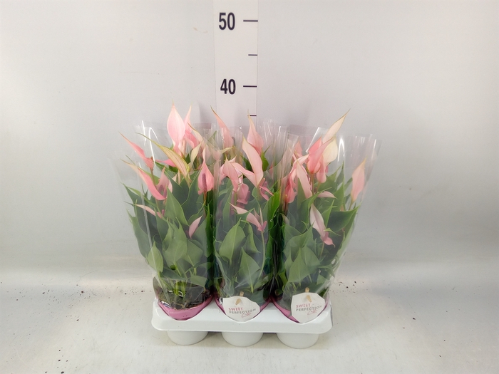 <h4>Anthurium andr. 'Lilli'</h4>