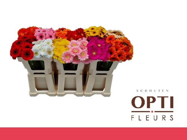 <h4>Germini Mix Water</h4>