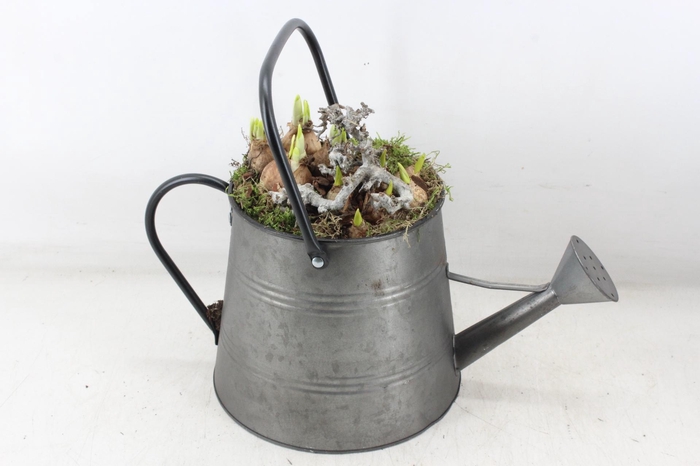 <h4>arr4 Bollenmix PL - Zink gieter 285/4</h4>