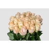 Rosa large pearl avalanche+