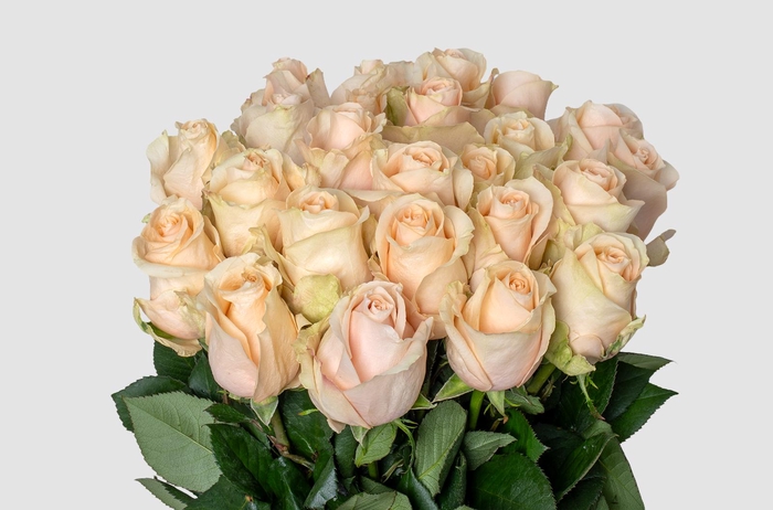 Rosa large pearl avalanche+