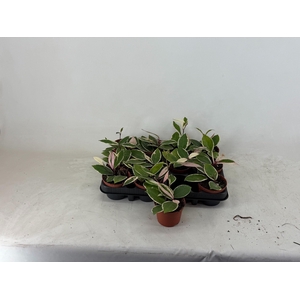 HOYA C FL FLAM DREAM