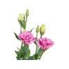 LISIANTHUS FLARE DEEP ROSE 070 CM MIN 500 GRAMAS ROSA