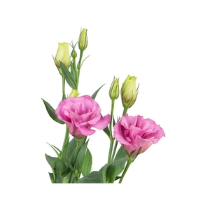 LISIANTHUS FLARE DEEP ROSE 060 CM MIN 500 GRAMAS ROSA
