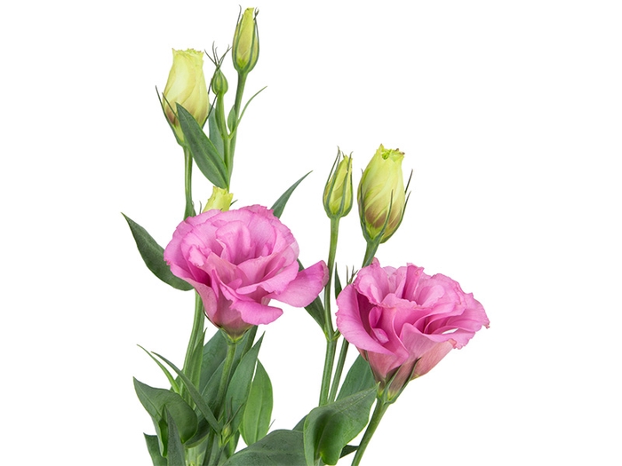 <h4>LISIANTHUS FLARE DEEP ROSE 060 CM MIN 500 GRAMAS ROSA</h4>