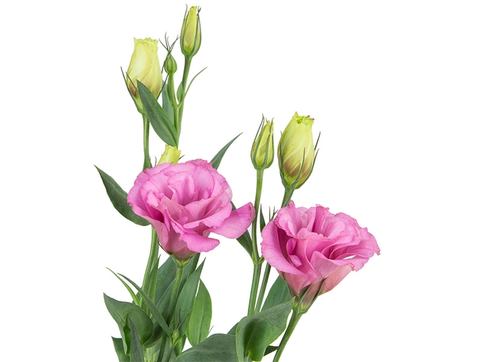 LISIANTHUS FLARE DEEP ROSE 060 CM MIN 500 GRAMAS ROSA