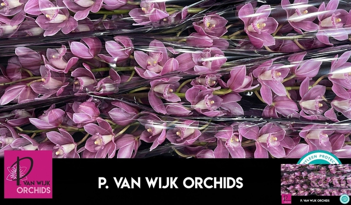 <h4>CYMB T BRAEMAR</h4>