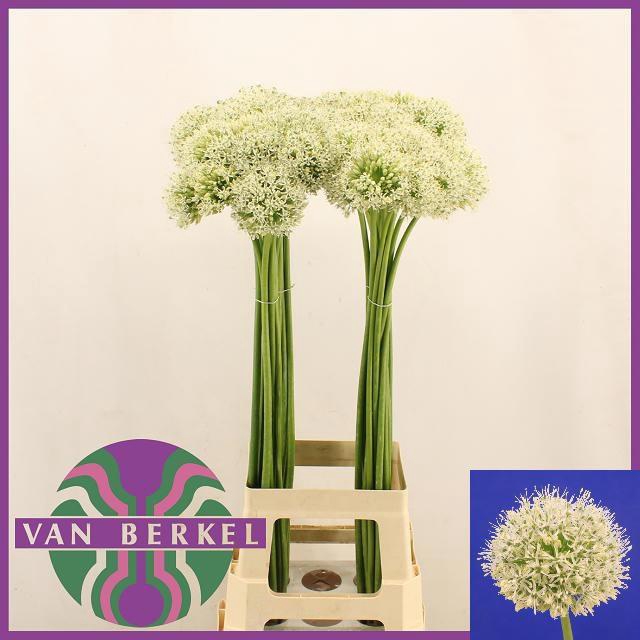 <h4>ALLIUM MOUNT EVEREST</h4>