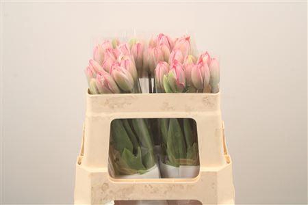 <h4>Tu Fr Du Drumline</h4>