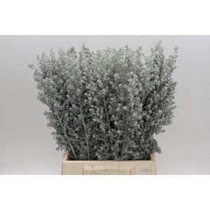 Kochia (Maireana Sedifolia)