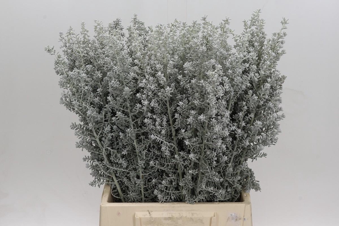 <h4>Kochia (Maireana Sedifolia)</h4>