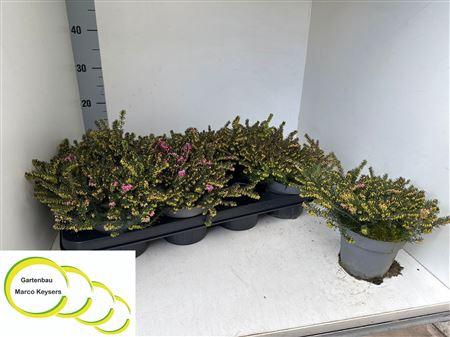 <h4>Erica Darleyensis "kramers Rote"</h4>