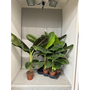 MUSA DWARF CAVENDISH