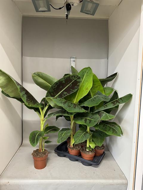 <h4>MUSA DWARF CAVENDISH</h4>