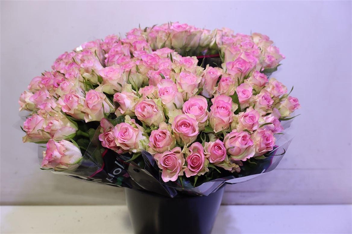 <h4>R Gr Lovely Jewel</h4>