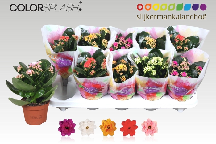 <h4>Kal Ge Gem 5 Kl</h4>