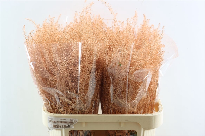 <h4>Lepidium Salmon</h4>