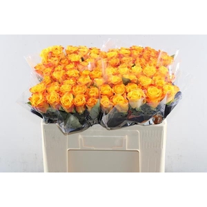 R Gr Marie-claire! L 50