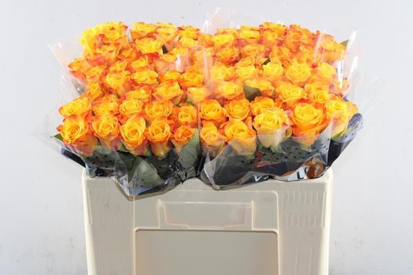 <h4>R Gr Marie-claire! L 50</h4>