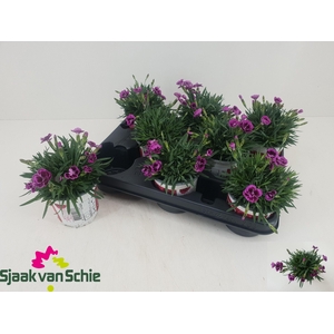 DIAN PICTURE PERFECT