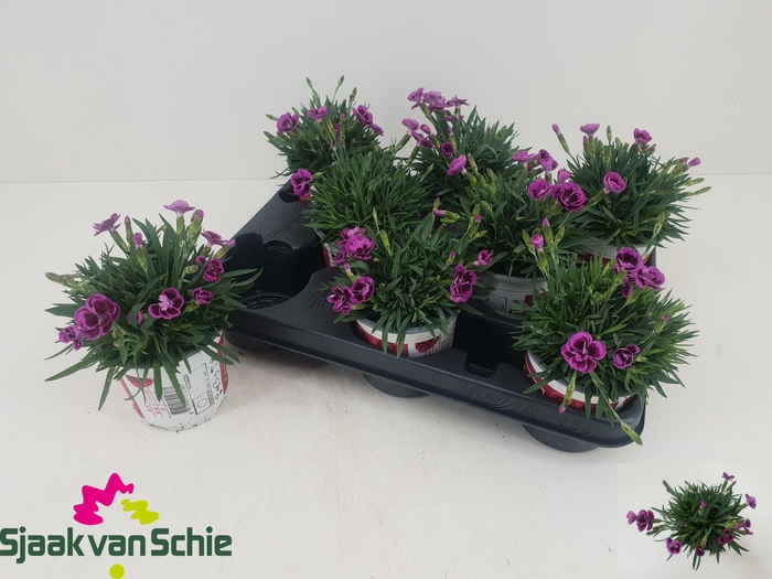 <h4>DIAN PICTURE PERFECT</h4>