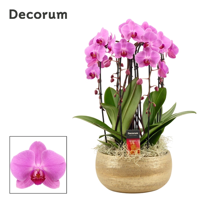<h4>PHAL OV ROZE</h4>
