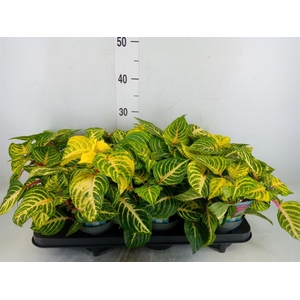 Iresine herbstii 'Rich Goldstar'