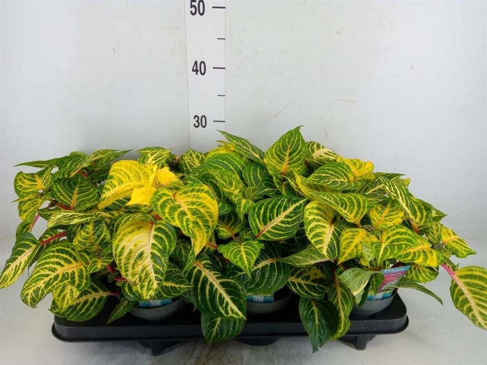 <h4>Iresine herbstii 'Rich Goldstar'</h4>