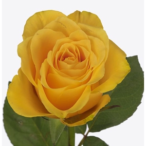 Rosa Goldfinch