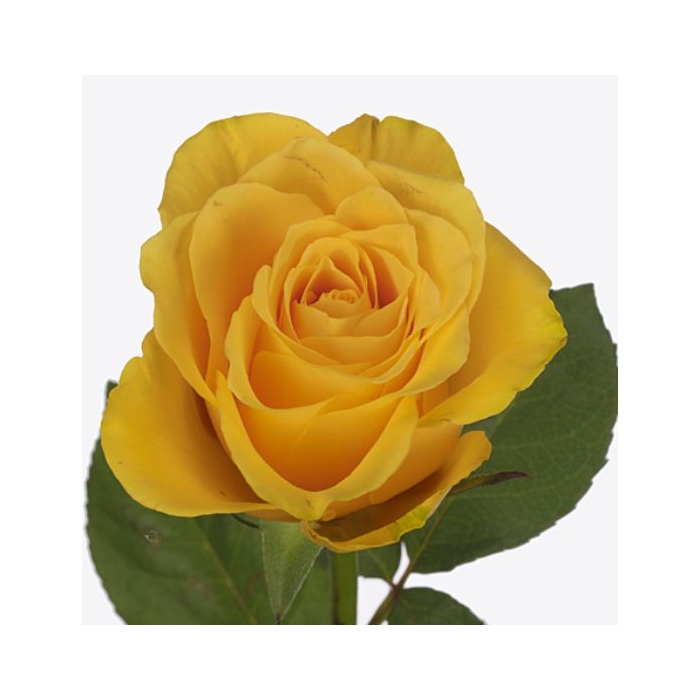 <h4>Rosa Goldfinch</h4>
