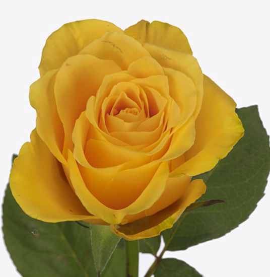 Rosa Goldfinch