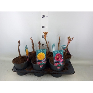 Paeonia suffruticosa   ...mix