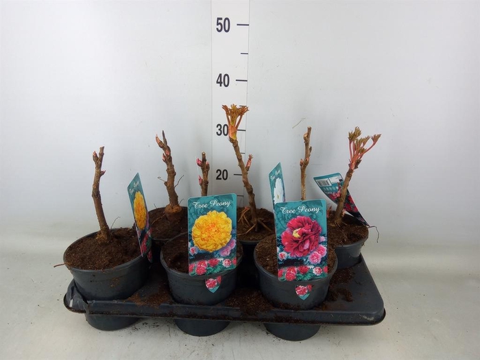 <h4>Paeonia suffruticosa   ...mix</h4>